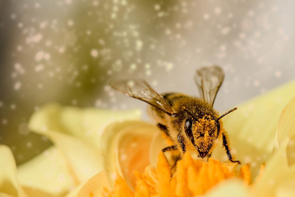 La problemática actual que enfrentan las abejas melíferas y todos los  polinizadores en Jalisco y México - Gaceta CUSUR